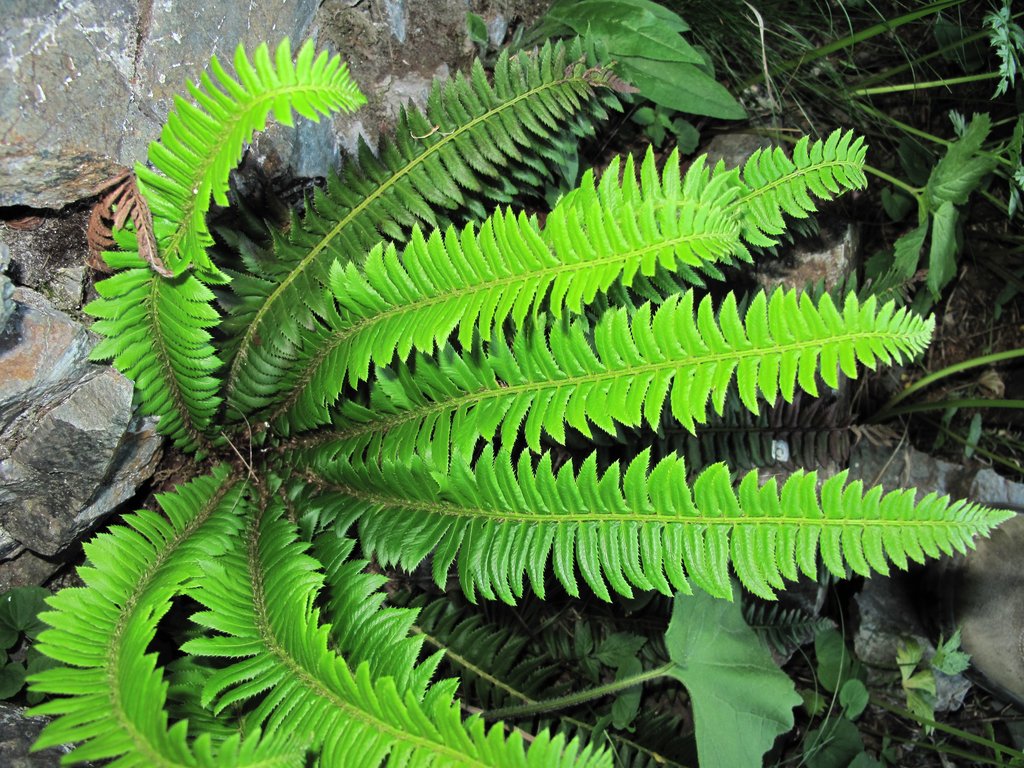 Polystichum lonchitis